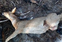 В Мазановском районе косуля попала в браконьерскую петлю