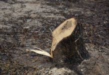 В Свободненском лесничестве неизвестные вырубили деревьев на миллион рублей