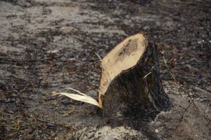 В Свободненском лесничестве неизвестные вырубили деревьев на миллион рублей