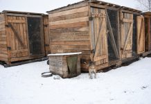 Как живётся питомцам свободненского приюта для животных