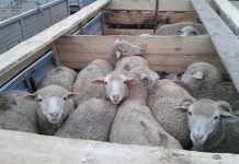 В Приамурье на посту ДПС задержали 16 коров и 42 овцы без документов