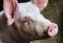 Причина массового падежа свиней в Зейском районе установлена