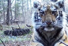 Губернатор Василий Орлов: «Ещё одну тигрицу выпустят в мае в Амурской области»