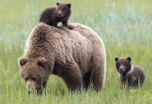 Медведи встревожили амурчан сразу в нескольких населённых пунктах области
