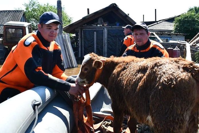 Спасатели вывозят людей и домашних животных из затопленных сёл Приамурья