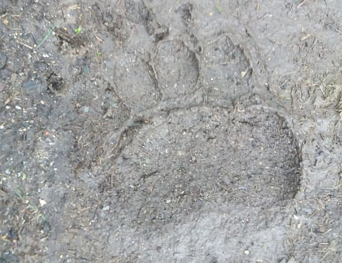 Медведь растерзал кур и наелся комбикорма на подворьях жителей северного села Приамурья