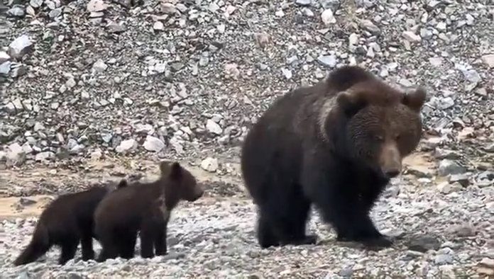 Медведь взял в осаду туристическую базу на севере Приамурья