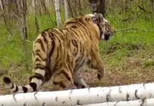 Свободненский суд вынес приговор двум жителям села Новостепановка за убийство тигра Павлика