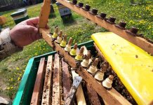 Право на защиту и на гектар:  как в Приамурье помогают пчеловодам