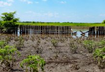 В Приамурье пострадавшим от паводка аграриям окажут поддержку