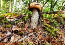 С началом грибного сезона в лесах Приамурья стали чаще теряться люди