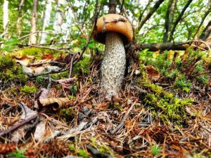 С началом грибного сезона в лесах Приамурья стали чаще теряться люди