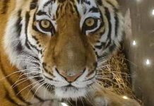 Амурчане могут принять участие в выборе имени для тигрицы
