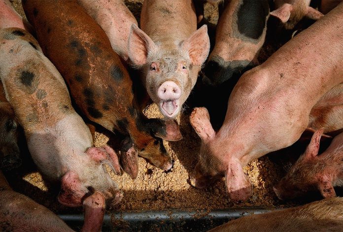 Обнаруженный в соседнем районе очаг африканской чумы свиней угрожает двум свободненским сёлам