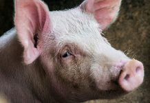В селе Бурейского района лабораторно подтверждён случай африканской чумы свиней