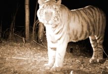 Убившие тигра Павлика жители Свободненского района обжаловали приговор суда