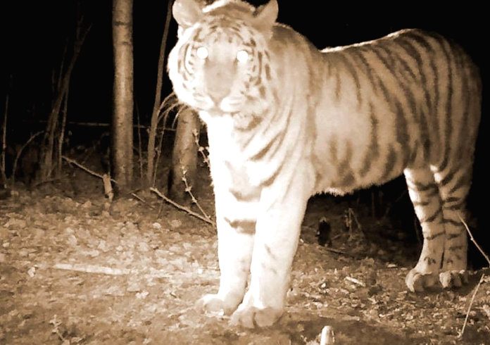 Убившие тигра Павлика жители Свободненского района обжаловали приговор суда