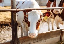 Губернатор Василий Орлов: «Крупные инвестпроекты помогут обеспечить амурчан молоком на 97%»