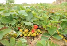 Владельцы «дальневосточных гектаров» в Приамурье теперь могут оформить землю в собственность