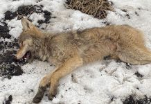Житель амурского села заколол вилами пытавшегося напасть на домашнюю собаку волка