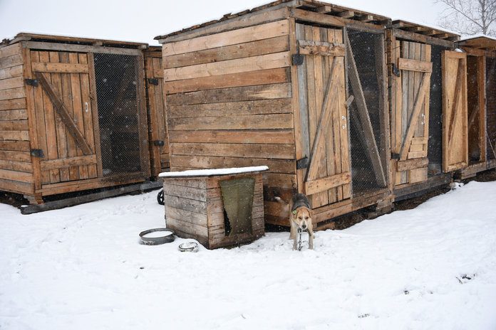 Губернатор Василий Орлов: «Сеть приютов для животных необходимо создавать в Приамурье»
