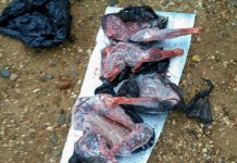 Мясо лося и косули изъяли у охотников в Мазановском районе