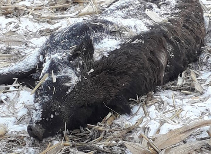 В Михайловском районе Приамурья выявили вирус африканской чумы свиней