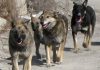 Более миллиона рублей взыскано в этом году с администрации Свободного за покусанных собаками горожан