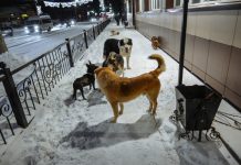 Губернатор Василий Орлов: «С улиц надо в первую очередь убрать опасных для человека крупных собак»