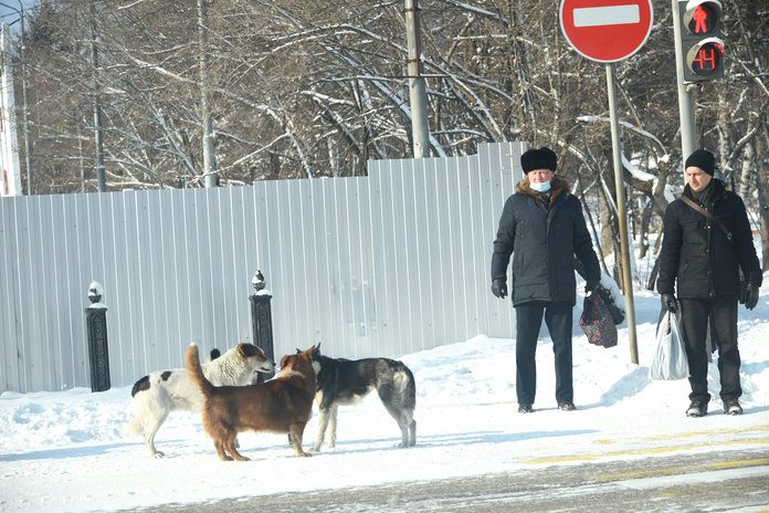 В Госдуму внесут законопроект о крупных штрафах за нападение собак