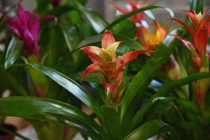 Тюльпаны 13 видов вырастили к 8 Марта в плодопитомнике «Свободненский»