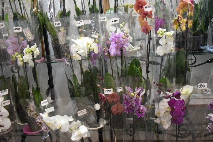 Тюльпаны 13 видов вырастили к 8 Марта в плодопитомнике «Свободненский»