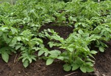 Губернатор Василий Орлов: «Амурские фермеры обеспечивают бюджетные организации качественными овощами»