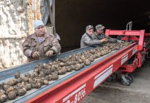 Правительство РФ расширит меры поддержки производителей картофеля и овощей