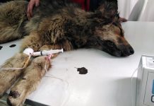 Раненую неизвестным стрелком в Свободном собаку спасти не удалось