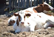 Губернатор Василий Орлов: «Фермеры покупают скот и обновляют технику на гранты амурского правительства»