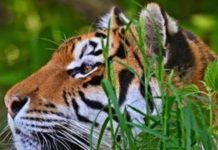 Жителям Свободненского района теперь нужно знать правила поведения при встрече с тигром