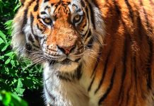 Второй раз тигрицу в Свободненском районе увидели недалеко от села Черновка