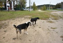 Губернатор Василий Орлов: «Нужно активнее искать для отловленных собак новых владельцев»