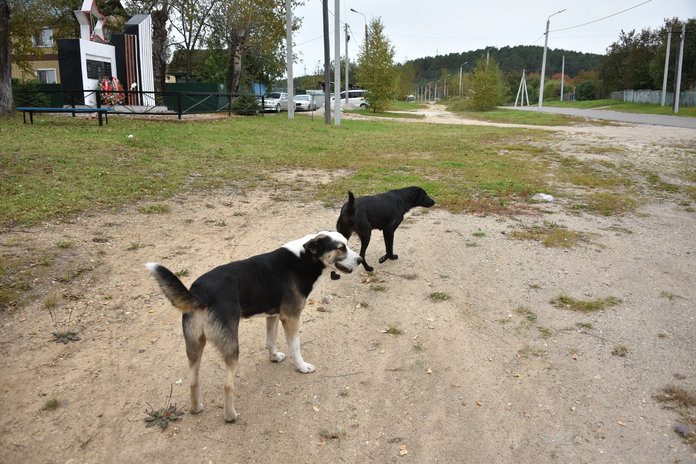 Губернатор Василий Орлов: «Нужно активнее искать для отловленных собак новых владельцев»