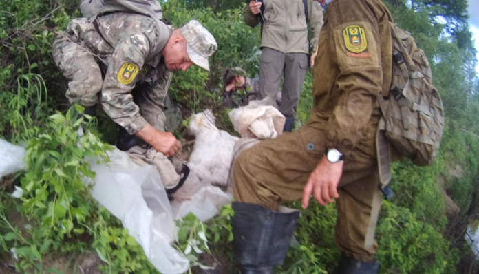За незаконную охоту на лосей в Амурской области задержали сразу две группы браконьеров