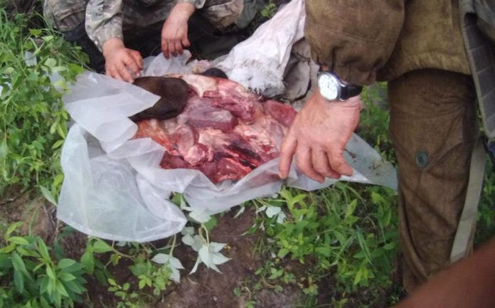 За незаконную охоту на лосей в Амурской области задержали сразу две группы браконьеров