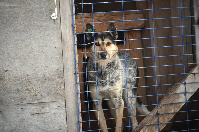 Волонтёры СИБУРа высадят саженцы в Свободном и благоустроят приют для животных