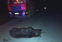 Ночью на дороге недалеко от космодрома «Восточный» грузовик сбил медведя