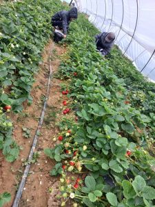 Ферма на «дальневосточных гектарах» в Свободненском районе обеспечивает амурчан свежей клубникой даже осенью