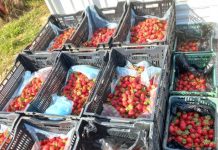 Ферма на «дальневосточных гектарах» в Свободненском районе обеспечивает амурчан свежей клубникой даже осенью