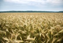 Владимир Путин: «Урожай в России полностью закроет внутренние потребности и нарастит экспорт»