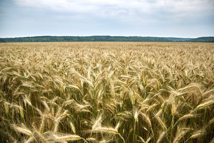 Владимир Путин: «Урожай в России полностью закроет внутренние потребности и нарастит экспорт»