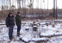 Группа амурчан почти 3 года вела незаконную заготовку древесины в лесничествах области