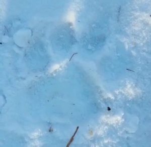 Тигр унёс собаку со двора дома на окраине амурского села